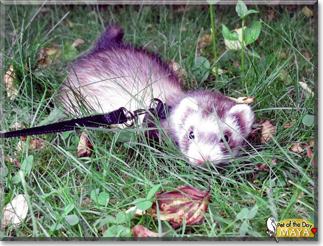 Maya, the Pet of the Day Maya, the Pet of the Day