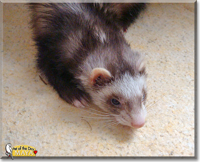 Maya, the Pet of the Day Maya, the Pet of the Day