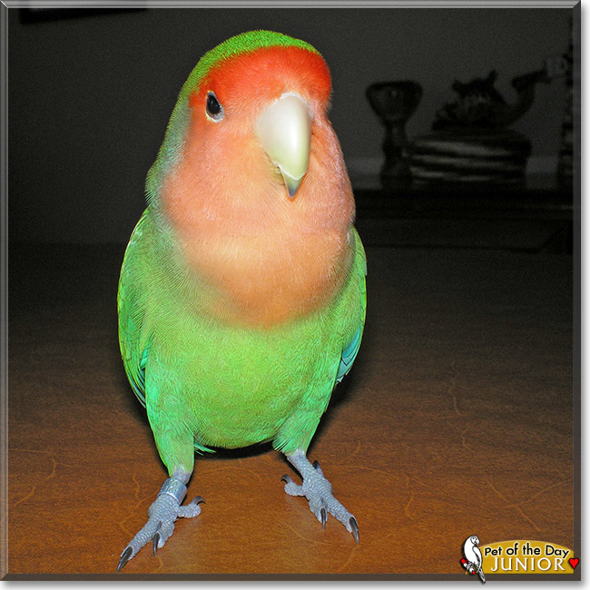 Junior, the Pet of the Day