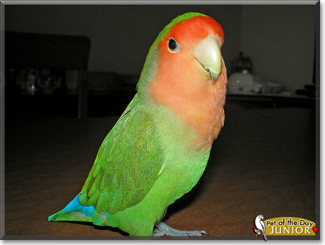 Junior, the Pet of the Day Junior, the Pet of the Day