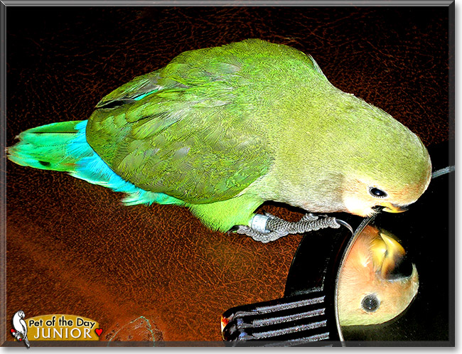 Junior, the Pet of the Day Junior, the Pet of the Day