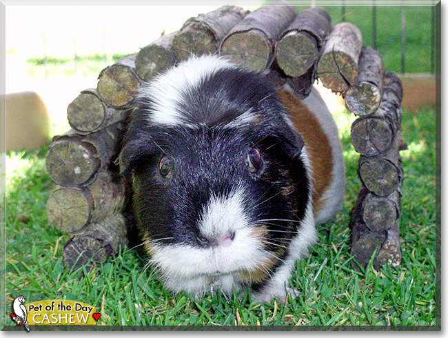Cashew, Peanut, the Pet of the Day Cashew, Peanut, the Pet of the Day