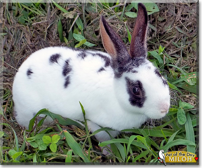 Miloh, the Pet of the Day Miloh, the Pet of the Day