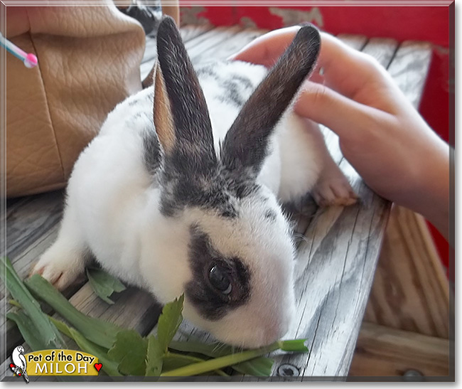 Miloh, the Pet of the Day Miloh, the Pet of the Day