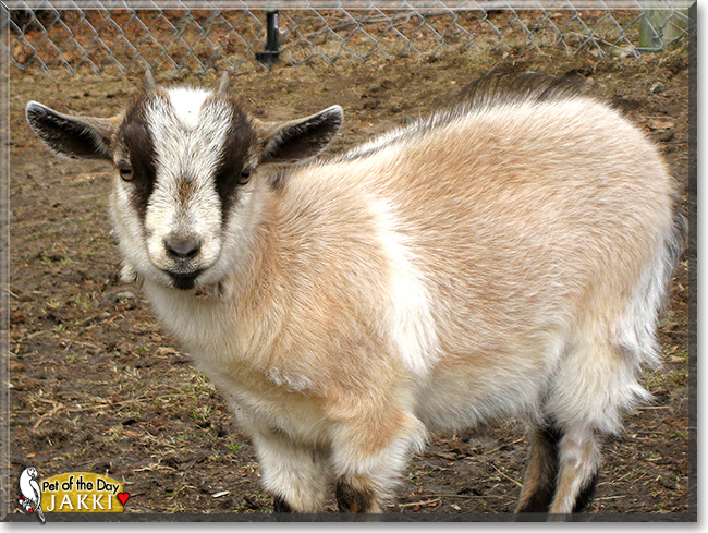 Jakki, the Pet of the Day Jakki, the Pet of the Day