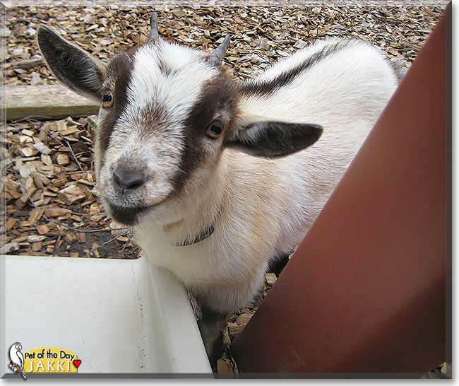 Jakki, the Pet of the Day Jakki, the Pet of the Day