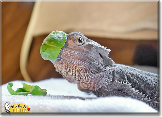 Finik, the Pet of the Day Finik, the Pet of the Day