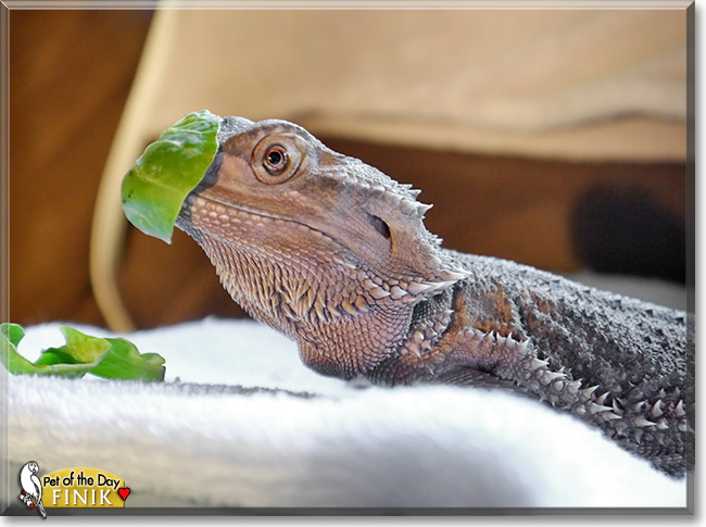 Finik, the Pet of the Day Finik, the Pet of the Day