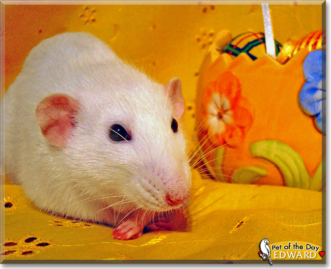 Edward, the Pet of the Day