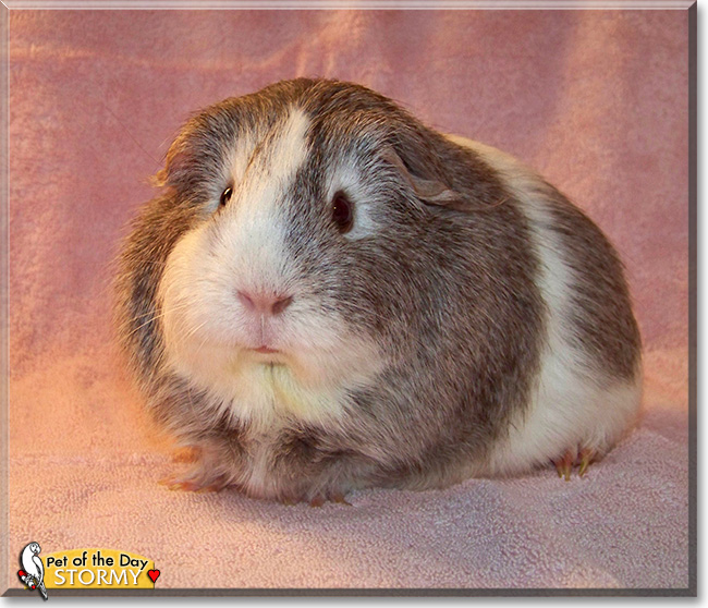 Stormy, the Pet of the Day Stormy, the Pet of the Day