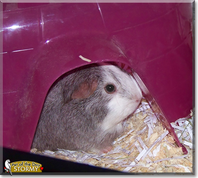 Stormy, the Pet of the Day Stormy, the Pet of the Day