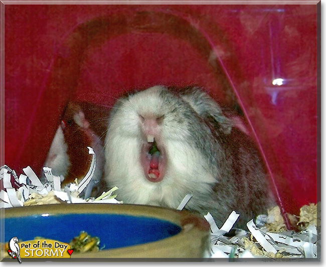 Stormy, the Pet of the Day Stormy, the Pet of the Day