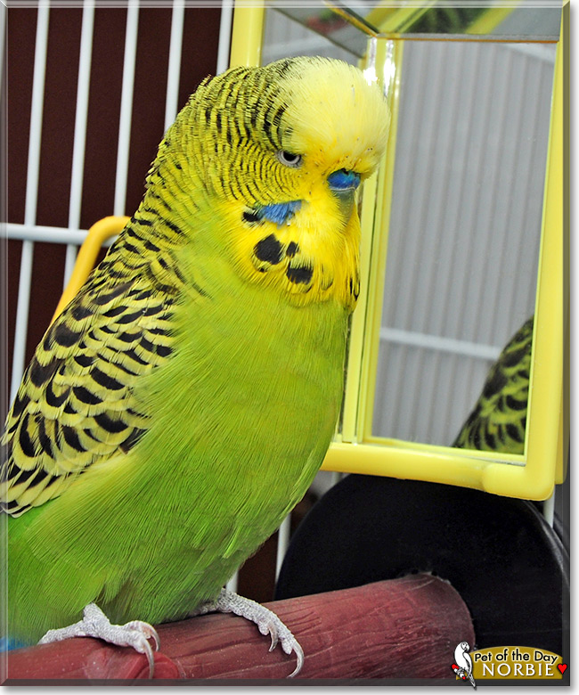 Norbert-Thomas, the Pet of the Day Norbert-Thomas, the Pet of the Day