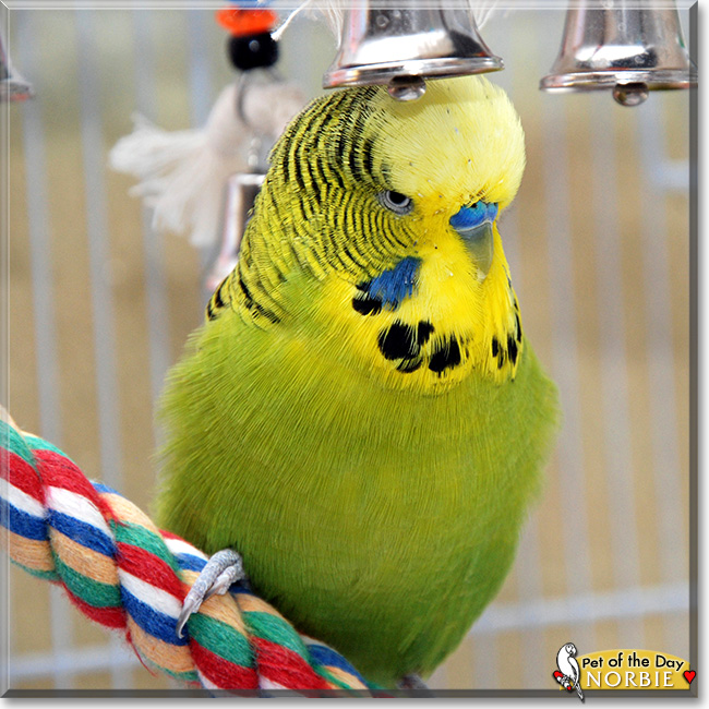 Norbert-Thomas, the Pet of the Day Norbert-Thomas, the Pet of the Day