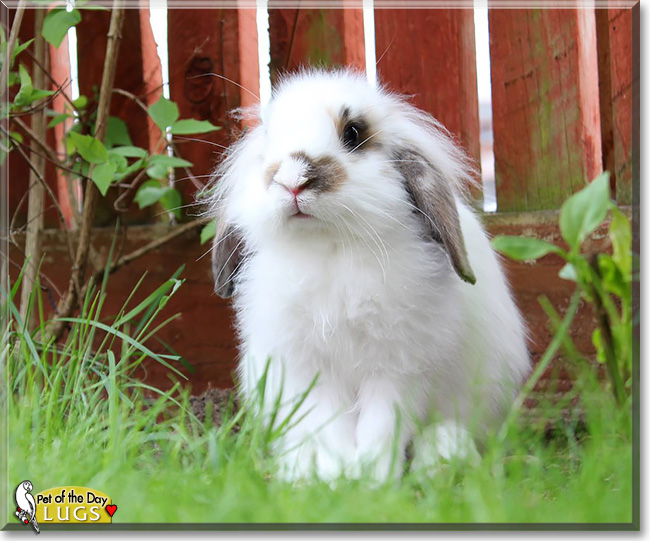 Lugs, the Pet of the Day Lugs, the Pet of the Day