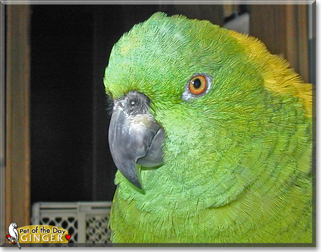 Ginger, the Pet of the Day