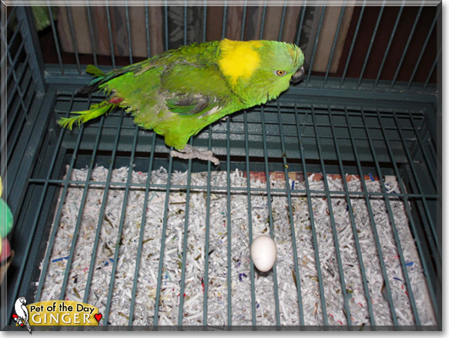 Ginger, the Pet of the Day