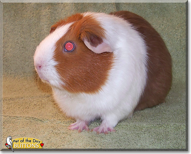Buttons, the Pet of the Day Buttons, the Pet of the Day