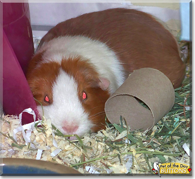 Buttons, the Pet of the Day Buttons, the Pet of the Day