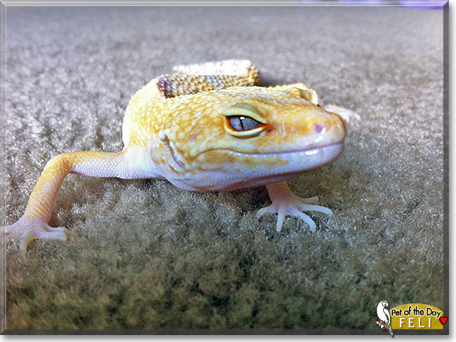 Feli, the Pet of the Day