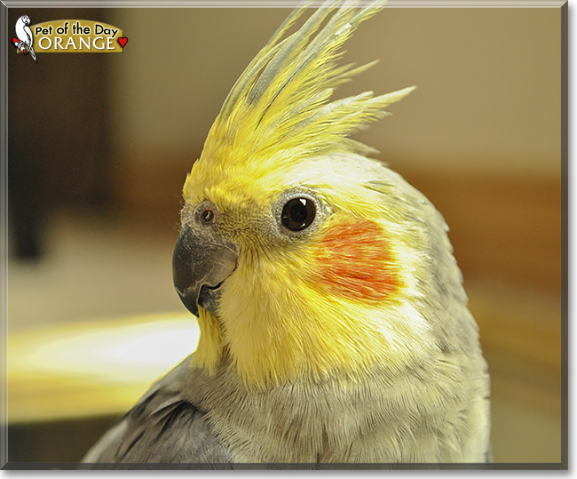 Orange, the Pet of the Day Orange, the Pet of the Day