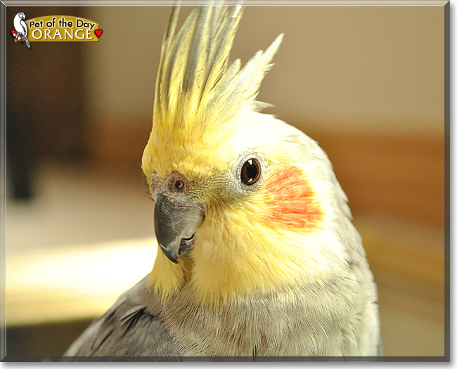 Orange, the Pet of the Day Orange, the Pet of the Day
