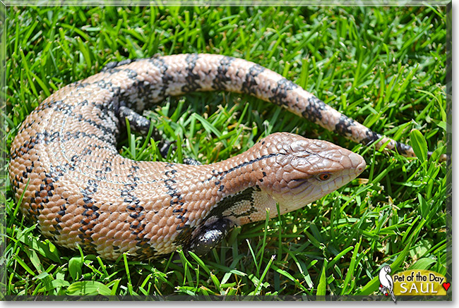 Saul, the Pet of the Day Saul, the Pet of the Day