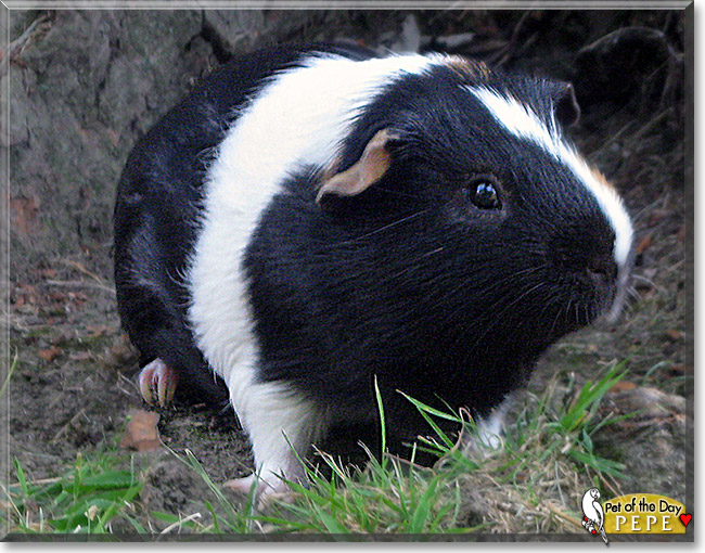 Pepe, the Pet of the Day