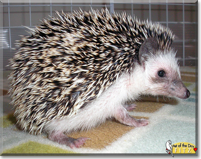 Fitz, the Pet of the Day Fitz, the Pet of the Day