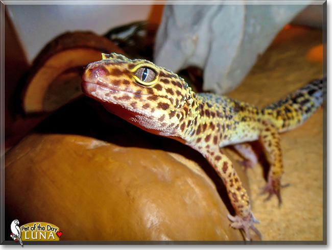 Luna, Nina, the Pet of the Day Luna, Nina, the Pet of the Day