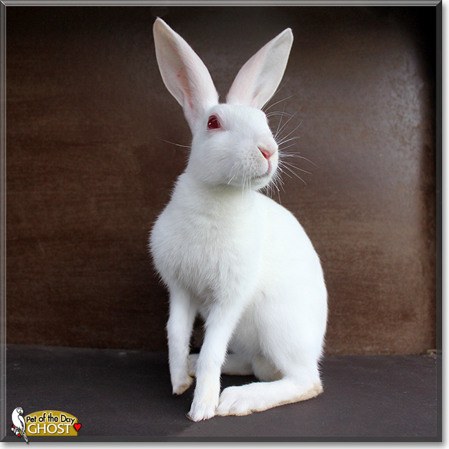 Ghost, the Pet of the Day Ghost, the Pet of the Day
