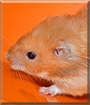 Coffee the Hamster