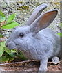 Bluebell the Blue Beveren Rabbit