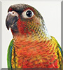 Turtle the Yellow Sided Conure