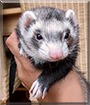 Maya the Ferret