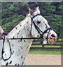 Chester the Appaloosa Horse