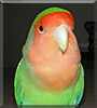 Junior the Lovebird