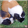 Cashew, Peanut the Guinea Pigs