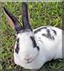 Miloh the Rex Rabbit