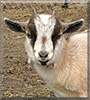 Jakki the Pygmy Goat