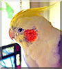 Buddy the Pied Dirtyface Cockatiel