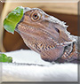 Finik the Bearded Dragon