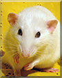 Edward the Dumbo rat