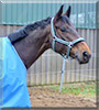 Rocky the Horse