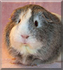 Stormy the Guinea Pig