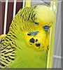 Norbert Thomas the English Budgie