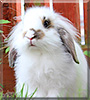 Lugs the Lop, Lionhead Rabbit