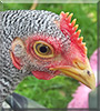 Bengy the Bantam Barred