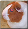 Buttons the Guinea Pig