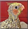 Zoey the Pearl Cockatiel